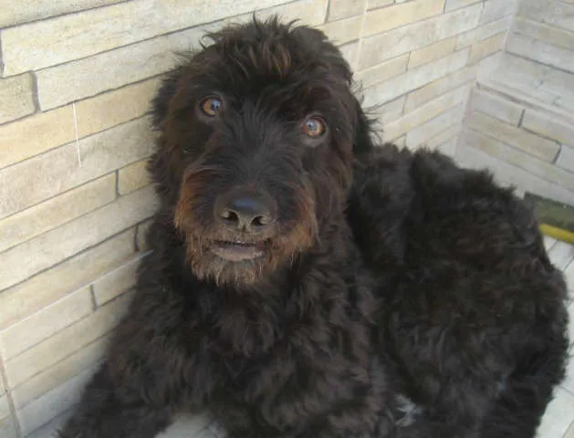 Cachorro ra a poodle/misturado idade 4 anos nome Keiti GRATIFICA