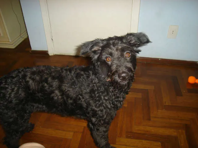 Cachorro ra a poodle/misturado idade 4 anos nome Keiti GRATIFICA