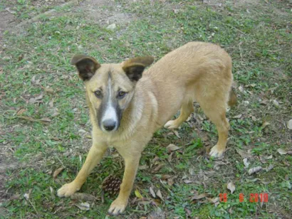 Cachorro raça SRD idade 3 anos nome Bella GRATIFICA