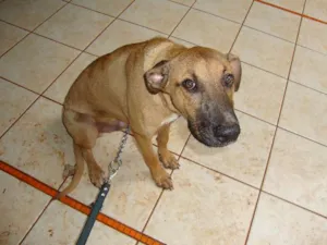 Cachorro raça Vira lata idade 7 a 11 meses nome Pinhão