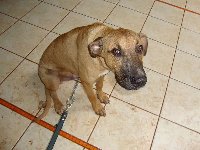 Cachorro ra a Vira lata idade 7 a 11 meses nome Pinhão
