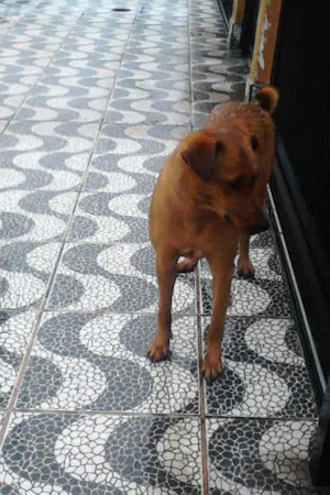 Cachorro raça SRD idade 3 anos nome Menina