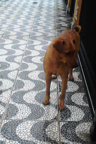 Cachorro ra a SRD idade 3 anos nome Menina