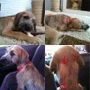 Cachorro ra a viralatinha idade 2 a 6 meses nome Lola
