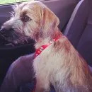 Cachorro ra a viralatinha idade 2 a 6 meses nome Lola