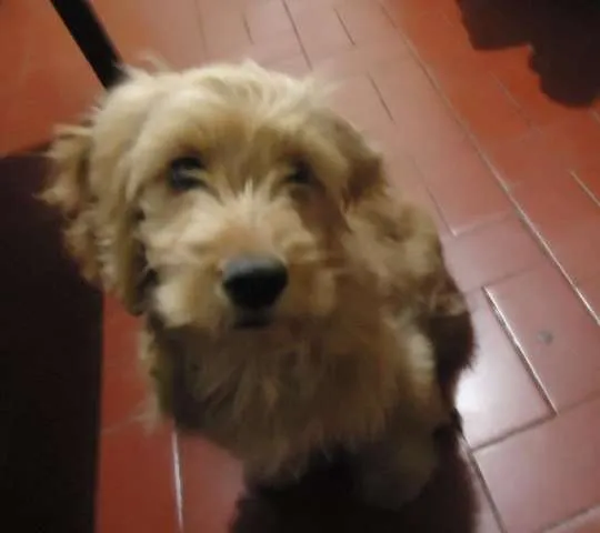 Cachorro ra a  idade 1 ano nome MAX GRATIFICA