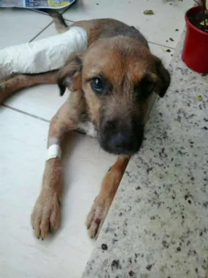 Cachorro raça SRD idade 2 a 6 meses nome Farofa