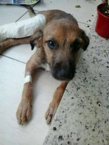 Cachorro ra a SRD idade 2 a 6 meses nome Farofa
