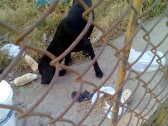 Cachorro ra a mestiço de labrador idade 1 ano nome neguinho