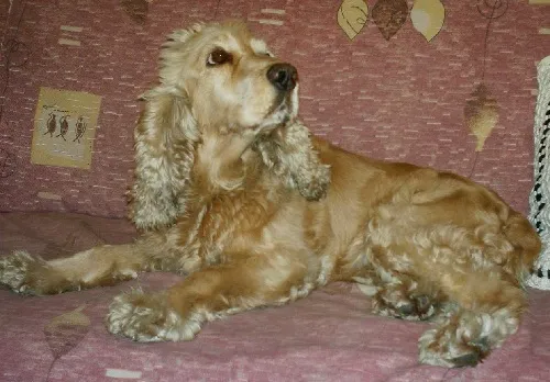 Cachorro ra a Cocker idade 6 ou mais anos nome SOPHIA GRATIFICA