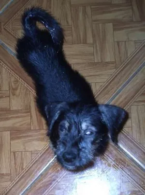 Cachorro raça Srd idade Abaixo de 2 meses nome Lila