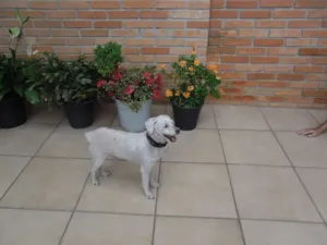 Cachorro raça Poodle idade 5 anos nome Nino