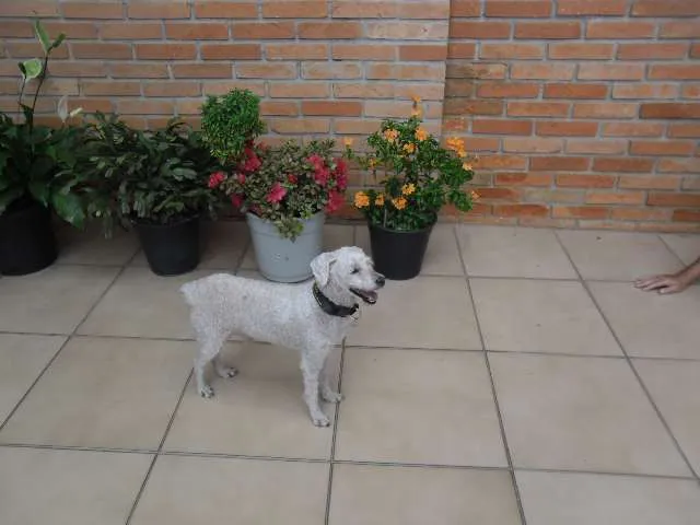 Cachorro ra a Poodle idade 5 anos nome Nino