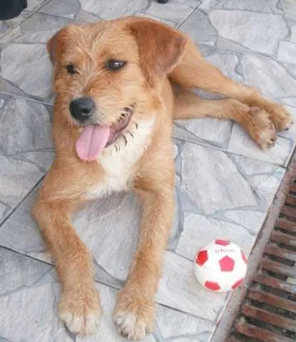 Cachorro ra a SRD idade 7 a 11 meses nome Lucky