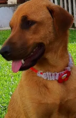 Cachorro raça SRD idade 7 a 11 meses nome Lely