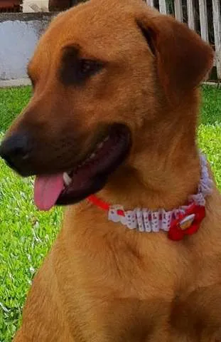 Cachorro ra a SRD idade 7 a 11 meses nome Lely