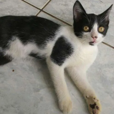Gato ra a Sem raça definida idade 2 a 6 meses nome Sem nome ainda