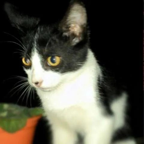 Gato ra a Sem raça definida idade 2 a 6 meses nome Sem nome ainda