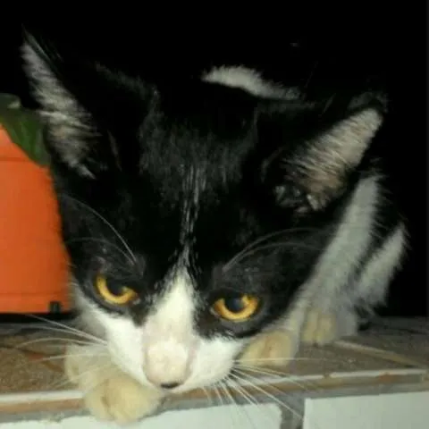 Gato ra a Sem raça definida idade 2 a 6 meses nome Sem nome ainda