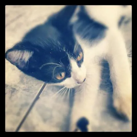 Gato ra a Sem raça definida idade 2 a 6 meses nome Sem nome ainda