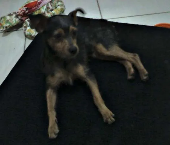 Cachorro ra a SRD idade  nome PROCURA