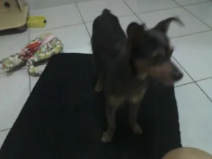 Cachorro raça SRD idade  nome PROCURA