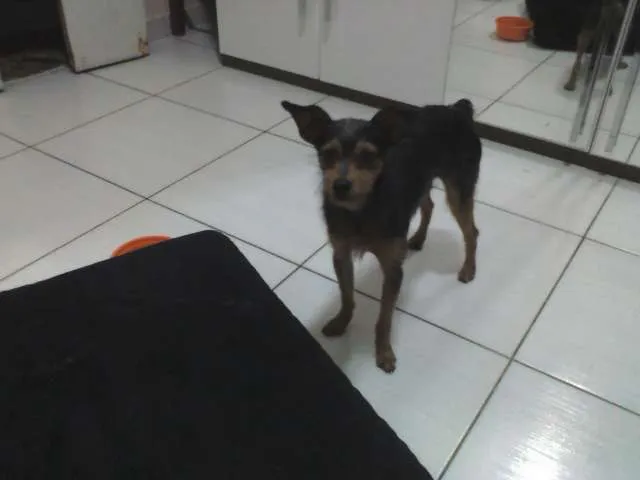 Cachorro ra a SRD idade  nome PROCURA