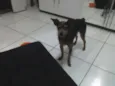 PROCURA