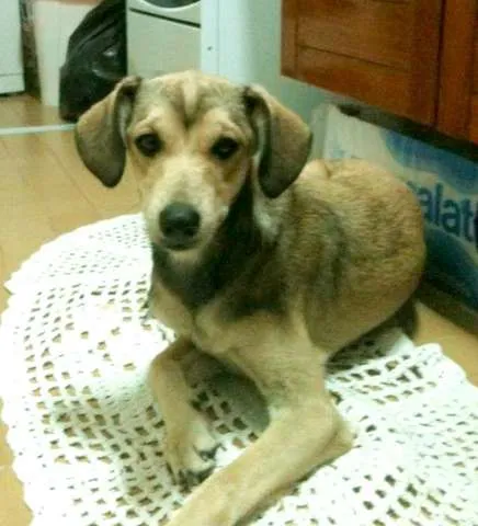 Cachorro ra a Vira Lata idade 7 a 11 meses nome Paquita (Nome provi