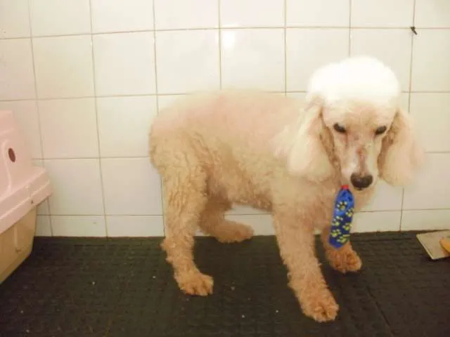 Cachorro raça Poodle idade 6 ou mais anos nome Ghost