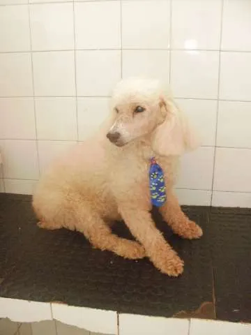 Cachorro raça Poodle idade 6 ou mais anos nome Ghost