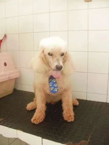 Cachorro raça Poodle idade 6 ou mais anos nome Ghost