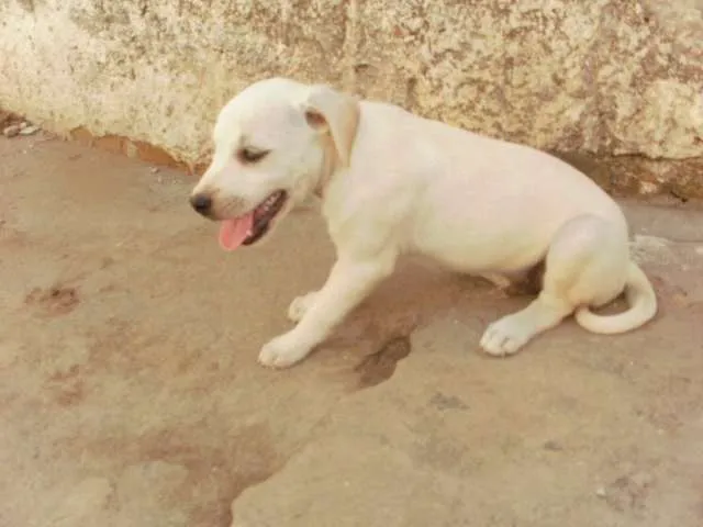 Cachorro raça SRD idade 2 a 6 meses nome xxxxx