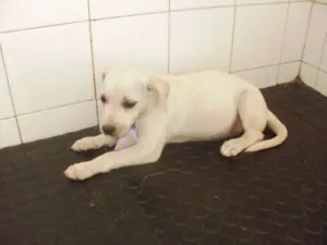 Cachorro raça SRD idade 2 a 6 meses nome xxxxx