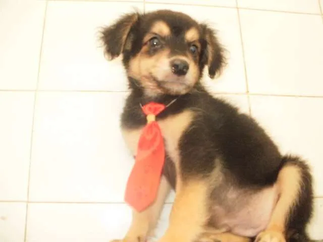 Cachorro raça SRD idade 2 a 6 meses nome xxxxxx