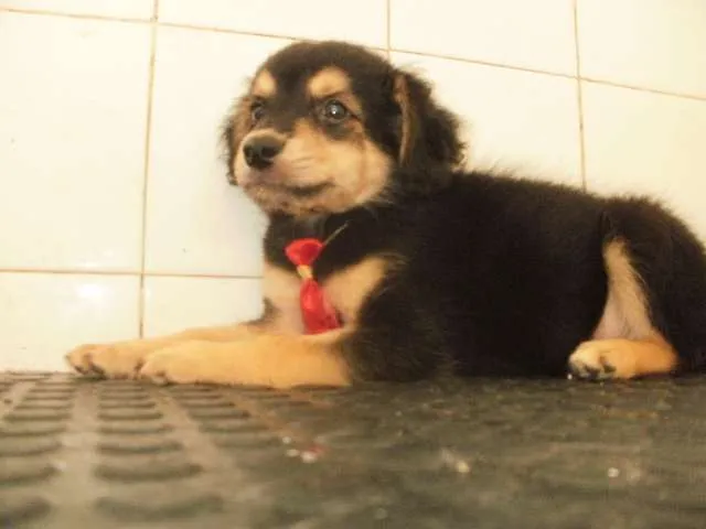 Cachorro raça SRD idade 2 a 6 meses nome xxxxxx