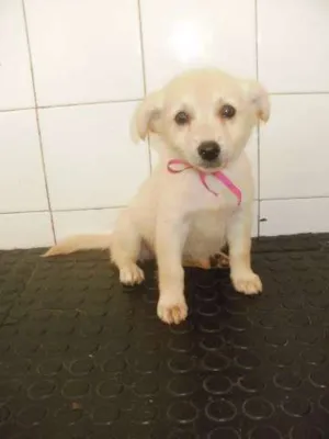 Cachorro raça SRD idade 2 a 6 meses nome xxxxxxx