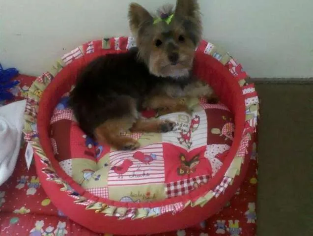 Cachorro ra a Yorkshire idade 6 ou mais anos nome MONIQUE GRATIFICA