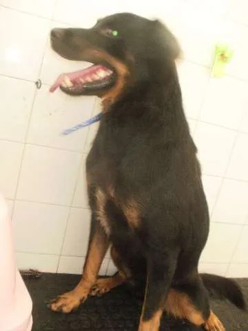 Cachorro raça Rottweiler idade 3 anos nome Negão