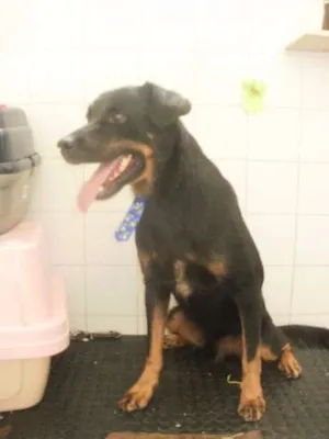 Cachorro raça Rottweiler idade 3 anos nome Negão