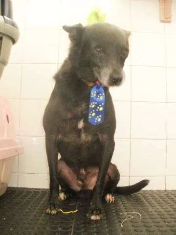 Cachorro raça SRD idade 6 ou mais anos nome Robinho