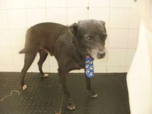 Cachorro raça SRD idade 6 ou mais anos nome Robinho