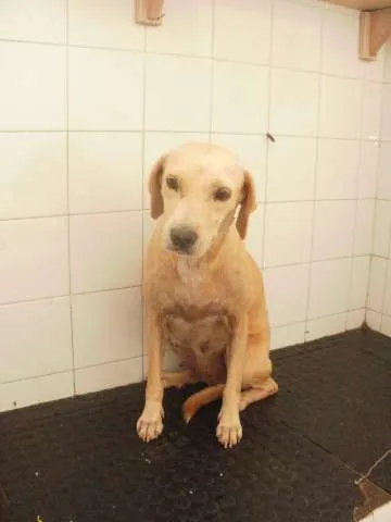 Cachorro raça SRD idade 4 anos nome Mel