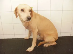 Cachorro raça SRD idade 4 anos nome Mel