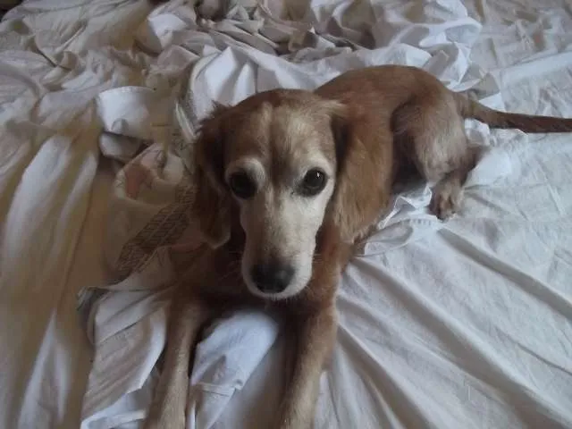 Cachorro ra a Cocker + Poodle idade 6 ou mais anos nome Thor GRATIFICA