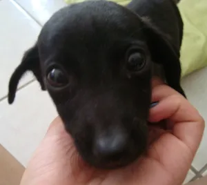 Cachorro raça SRD idade 2 a 6 meses nome Capitu