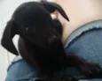 Capitu