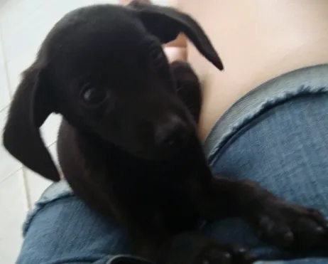 Cachorro raça SRD idade 2 a 6 meses nome Capitu
