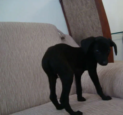 Cachorro raça SRD idade 2 a 6 meses nome Capitu