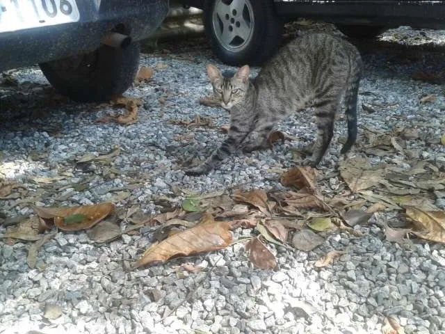 Gato ra a SRD idade 7 a 11 meses nome Moicano